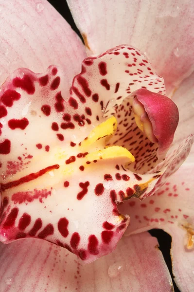 Różowy storczyk — Zdjęcie stockowe
