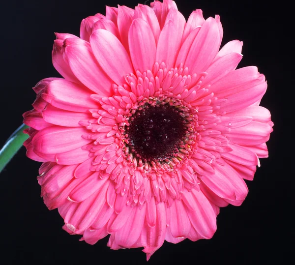 Różowy Gerbera — Zdjęcie stockowe