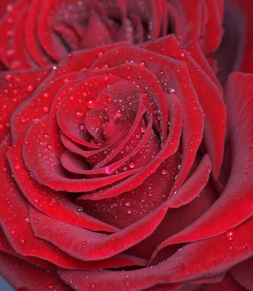粗面内质网的玫瑰 — 图库照片