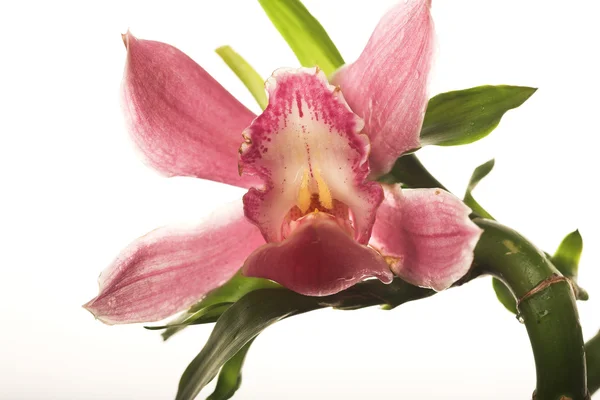 Orquídea rosa — Fotografia de Stock