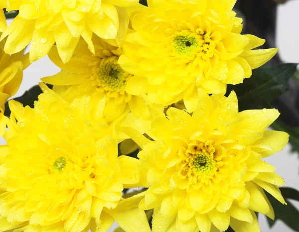 Crisantemos amarillos — Foto de Stock