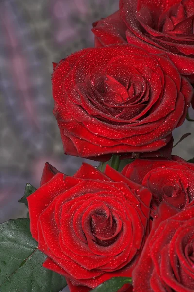 Rosas rojas — Foto de Stock