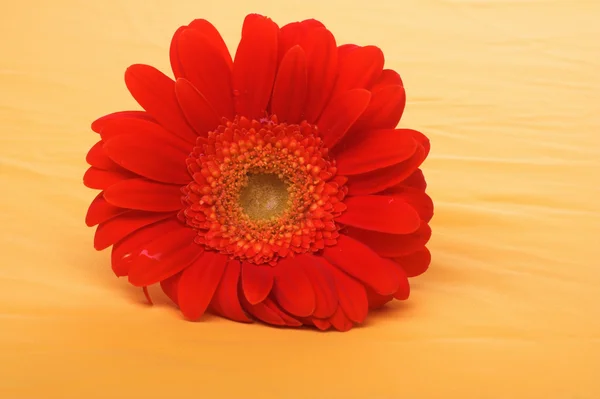 Flower — Stock Photo, Image