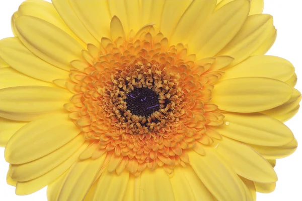 Gerbera — Stok fotoğraf