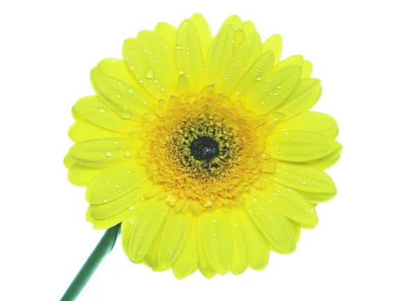 Sarı gerbera — Stok fotoğraf