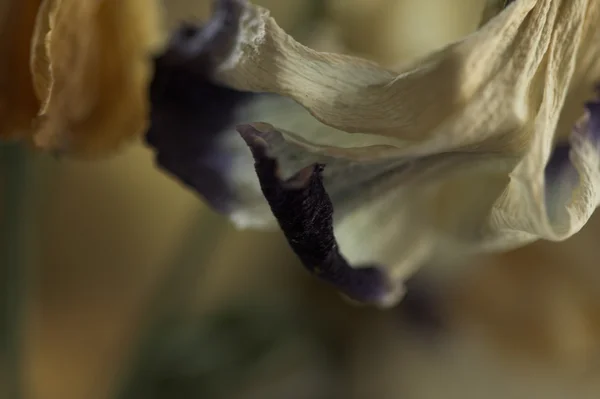 kuru çiçekler kadar