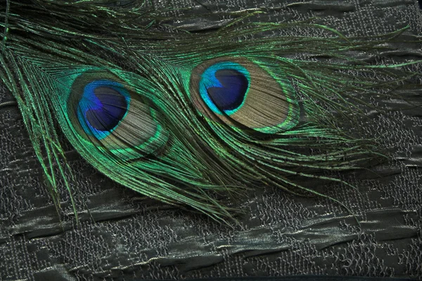 Tela y plumas de pavo real — Foto de Stock