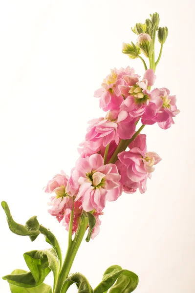 Flower — Stock Photo, Image