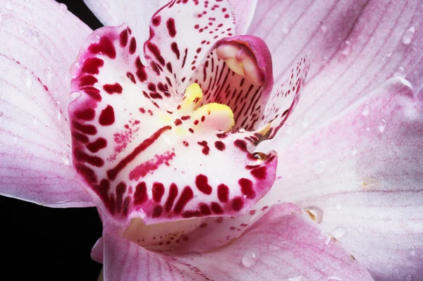 Růžová orchidej — Stock fotografie