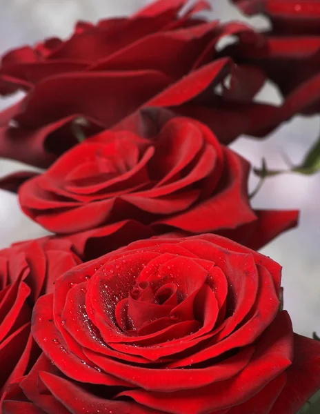 Rosas rojas — Foto de Stock