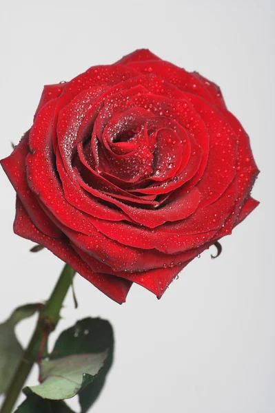 Red rose Stock Image