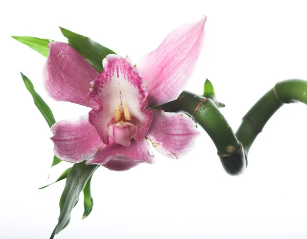 Růžová orchidej — Stock fotografie