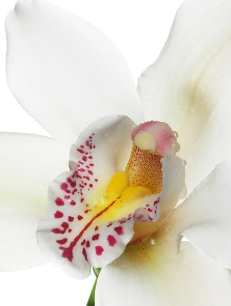 Orchidee — Stockfoto