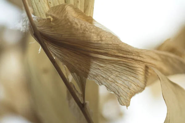 kuru çiçekler kadar