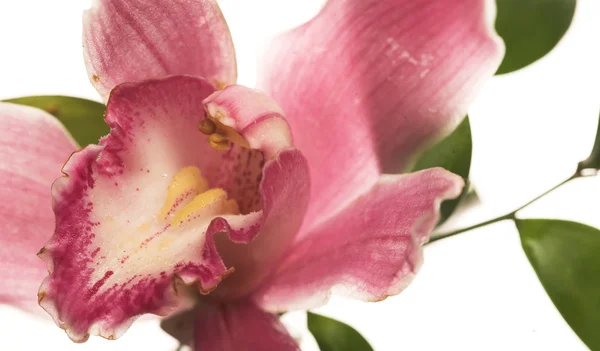 Rosa Orchidee — Stockfoto