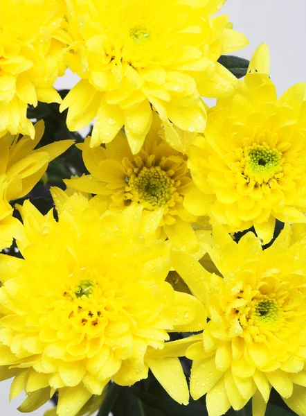 Yellow chrysanthemums — Stock Photo, Image