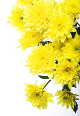 Sarı krizantem