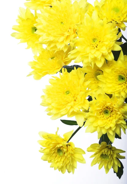 Yellow chrysanthemums — Stock Photo, Image