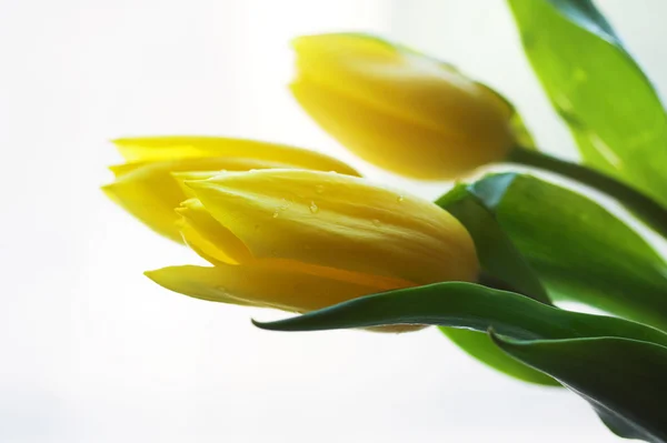 Yellow tulips — Stock Photo, Image