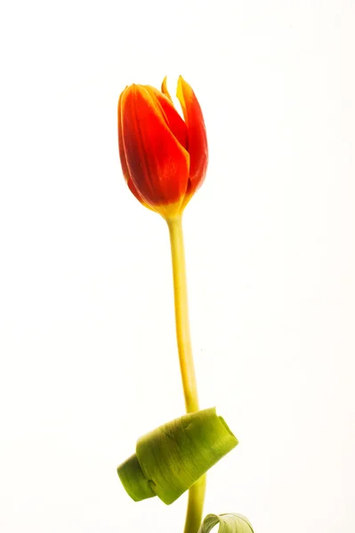 Flower — Stock Photo, Image