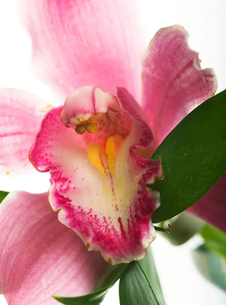 Orquídea rosa — Fotografia de Stock