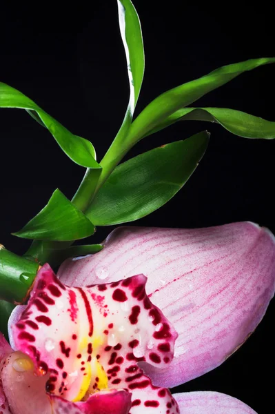Orchidej a bambus — Stock fotografie
