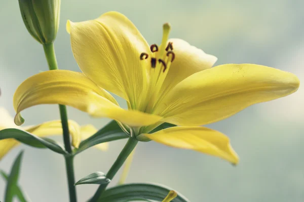 Yellow lillys — Stock Photo, Image