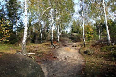 dağ yolu ile sonbahar huş