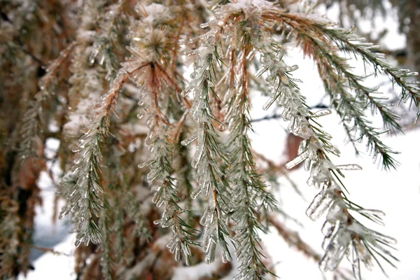 Winter tree — Stock Photo, Image