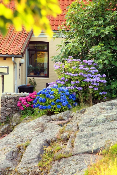 Blå och rosa hortensia på stenar — Stockfoto