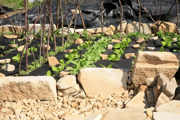 Construyendo un jardín formal de verduras y hierbas . — Foto de Stock