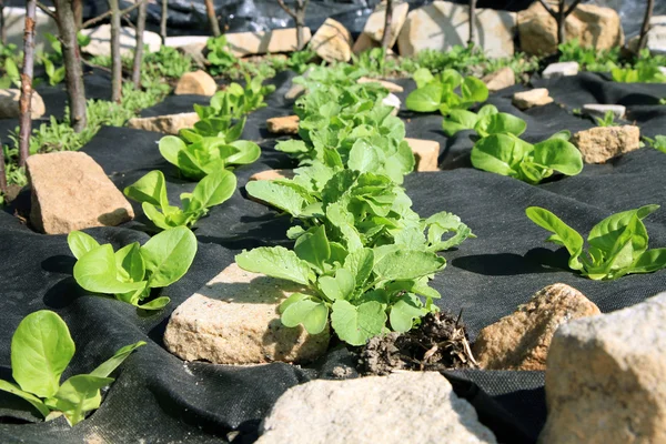 Construyendo un jardín formal de verduras y hierbas . — Foto de Stock