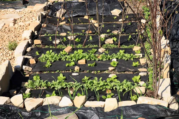 Building a vegetable and herb formal garden. — Stock Photo, Image