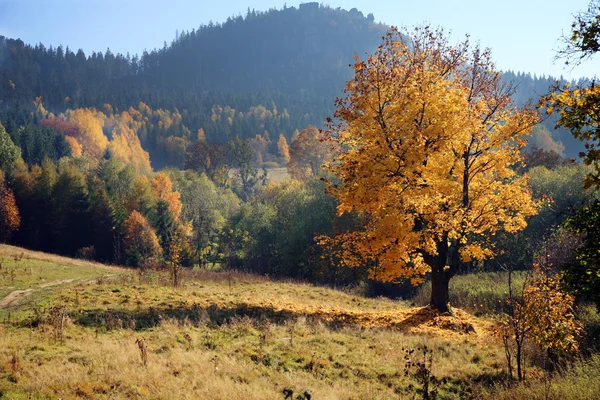 Guld hösten — Stockfoto