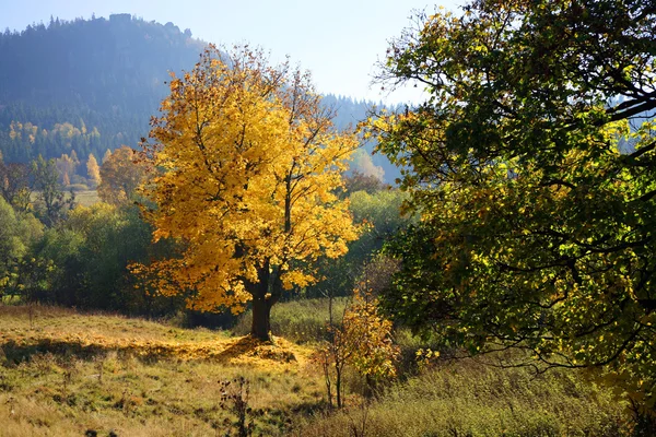 Guld hösten — Stockfoto