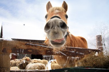 komik at haflinger