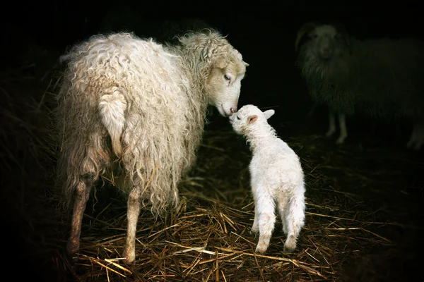 Istinto materno — Foto Stock