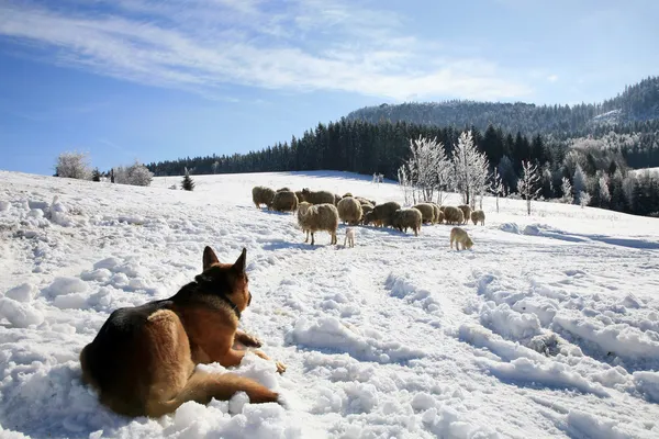German Shepherd guarding herd of sheep — Stock Photo, Image