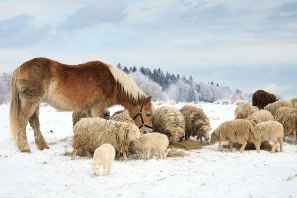 Vinter på gården. — Stockfoto