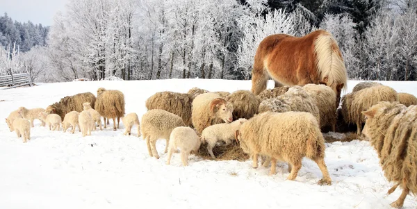 Zima w gospodarstwie. — Zdjęcie stockowe