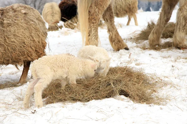 Çiftlikte kış. — Stok fotoğraf