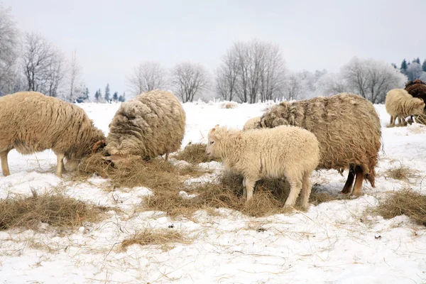 Winter op de boerderij. — Stockfoto