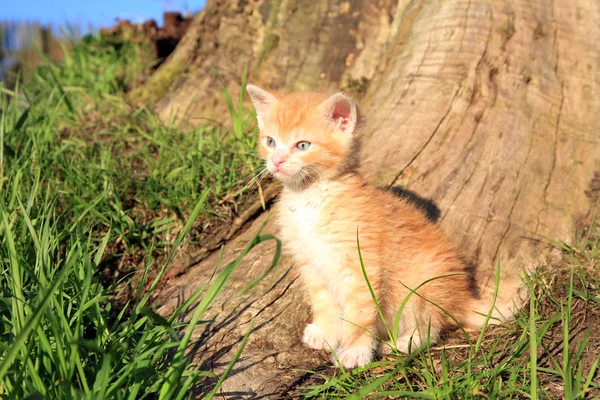 Small red hair cat — Stock Photo, Image