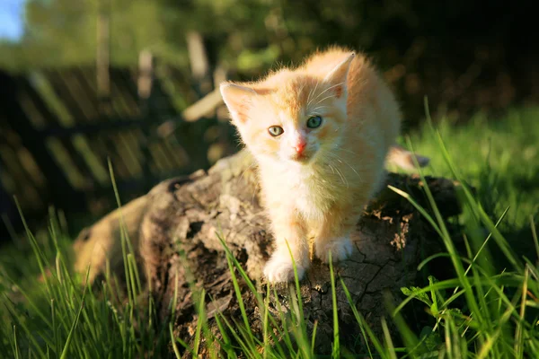 Mały kot — Zdjęcie stockowe