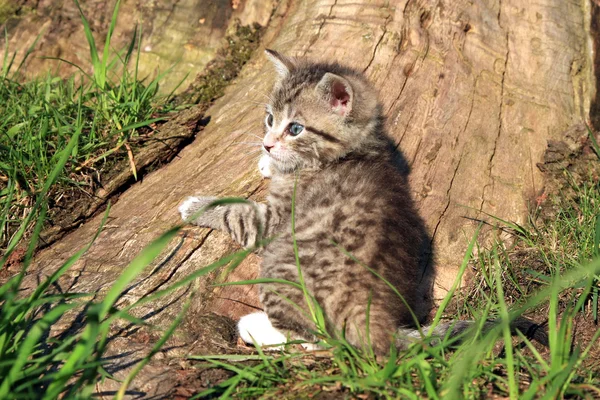 Małe szare włosy pasiasty kot — Zdjęcie stockowe