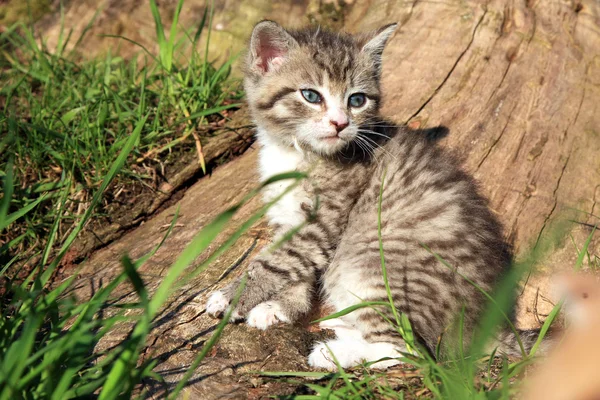 Kleine grau gestreifte Katze — Stockfoto