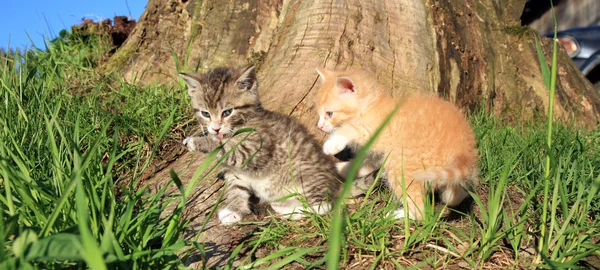 Playing small cats — Stock Photo, Image