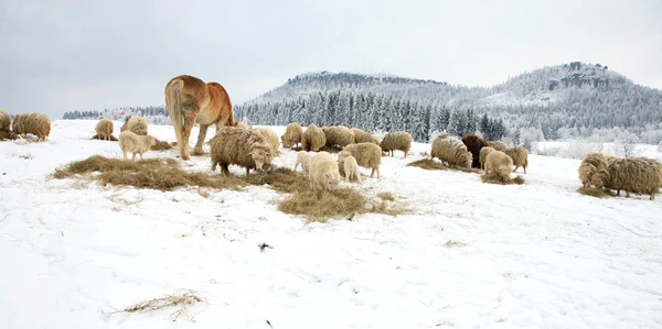 Vinter på gården. — Stockfoto