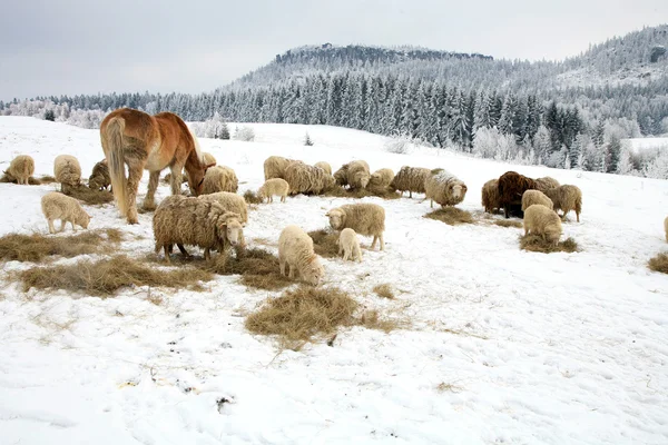 Vinter på gården. — Stockfoto