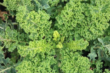 sebze bahçesinde yama kıvırcık lahana.